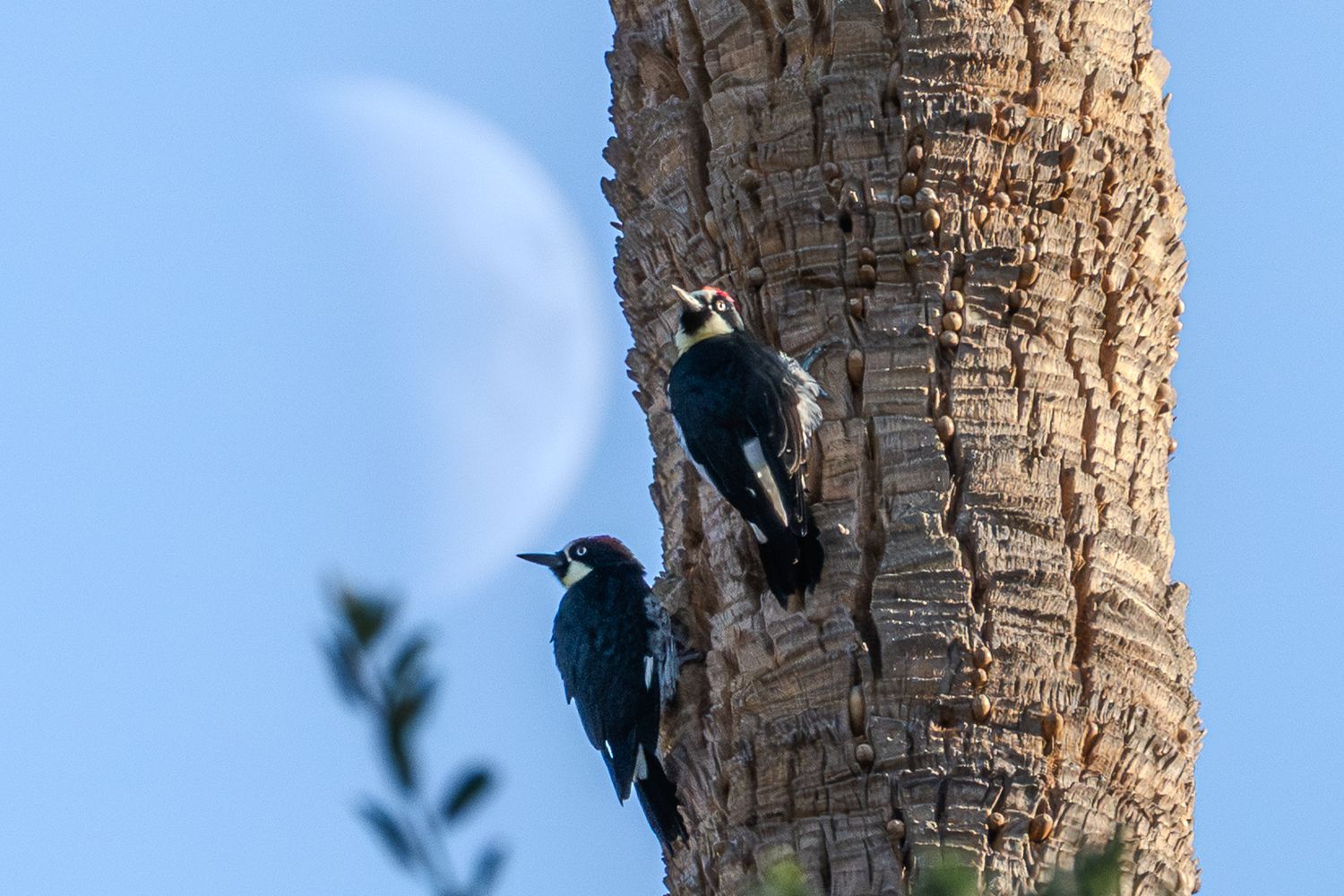 Two woodpeckers perched on a textured tree trunk against blue sky.