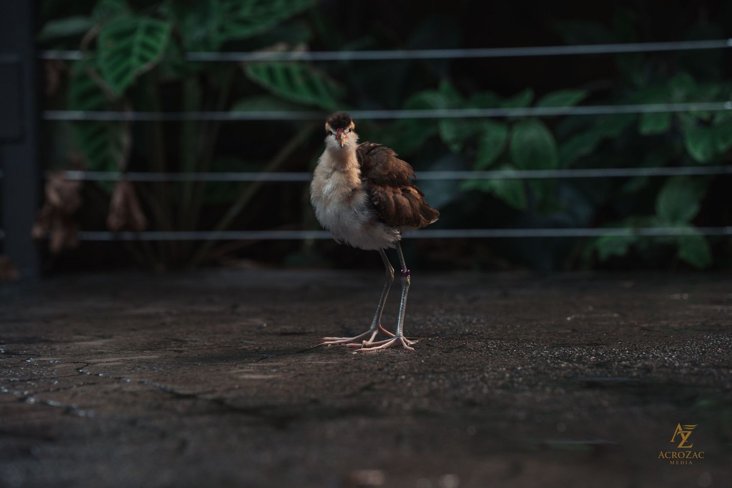 A dark bird walking on ground with green foliage in the background.
