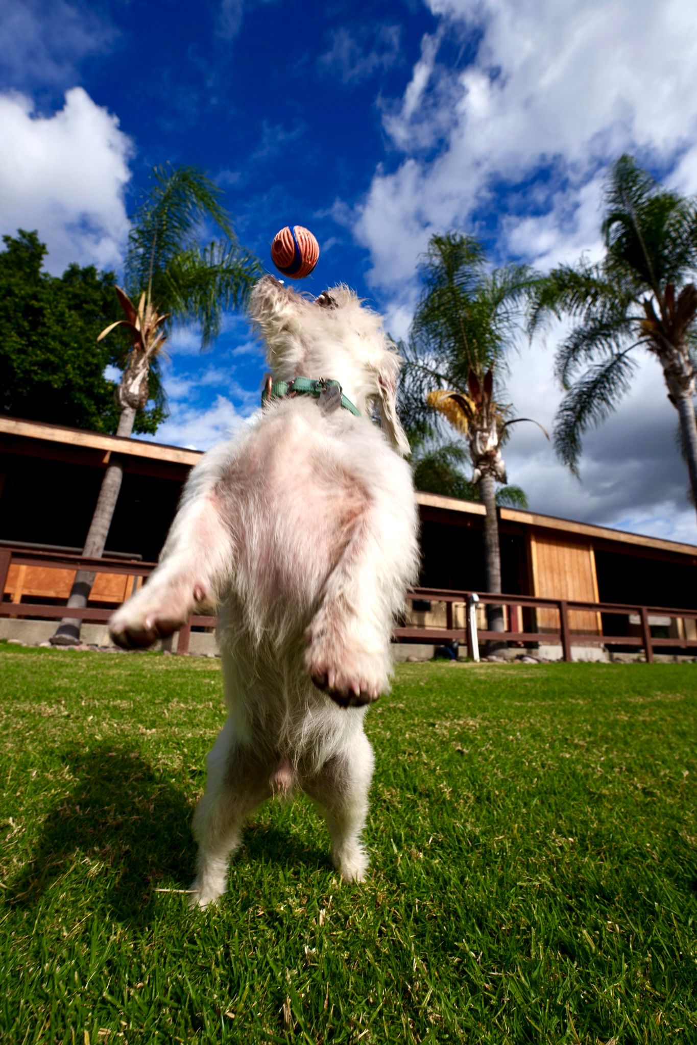 White fluffy dog playing with ball on grassy lawn with palm trees.
