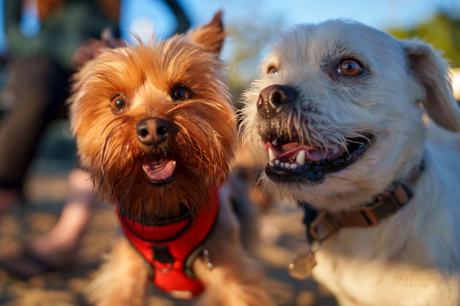 Two happy dogs, a Yorkshire Terrier in red vest and white fluffy dog, smiling outdoors in warm golden light.