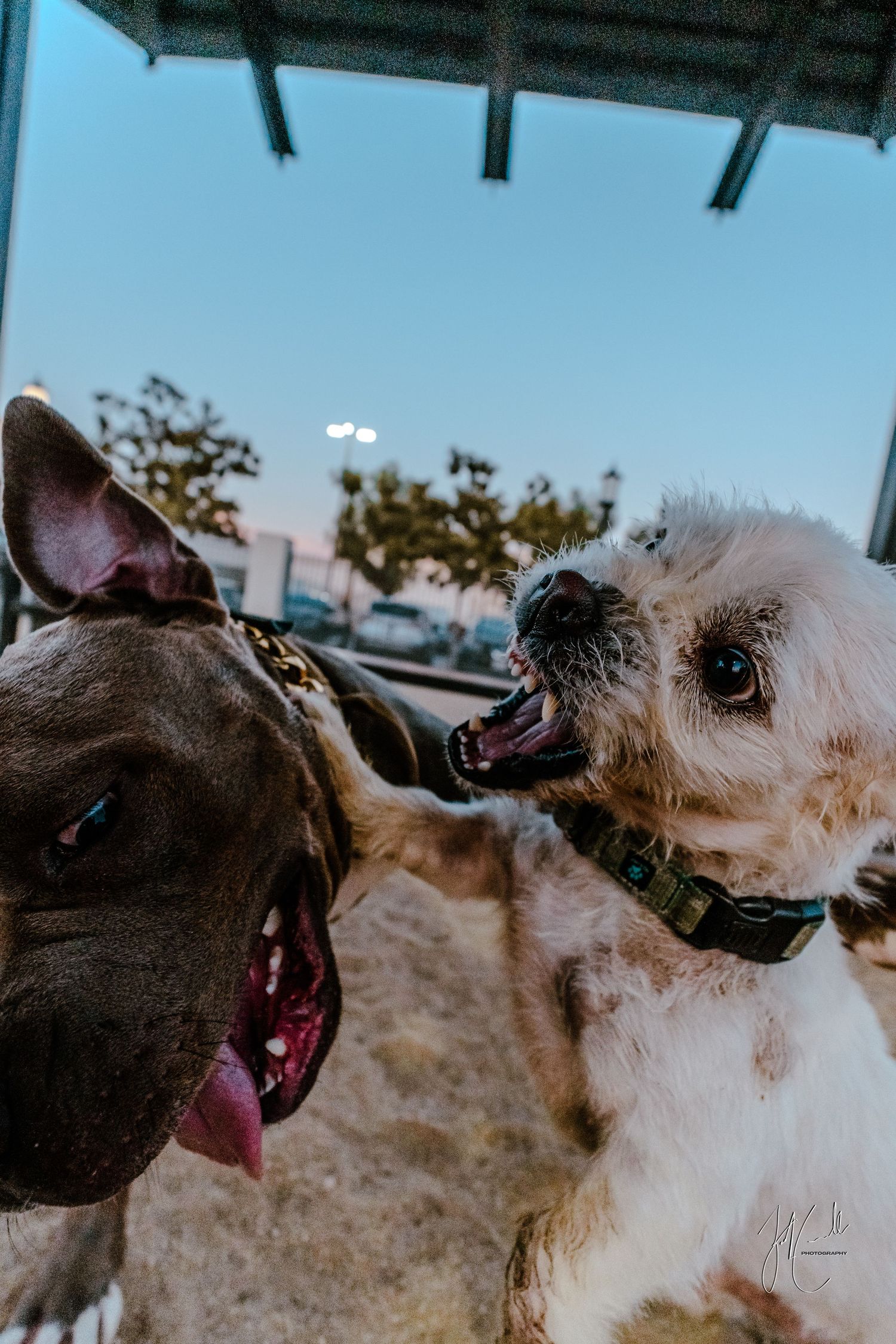 Two dogs playing and interacting together against a bright blue sky background.