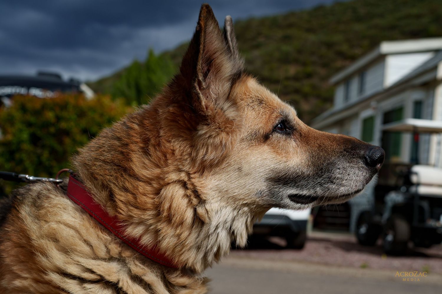 Close-up profile of a brown dog with rustic buildings in the background.