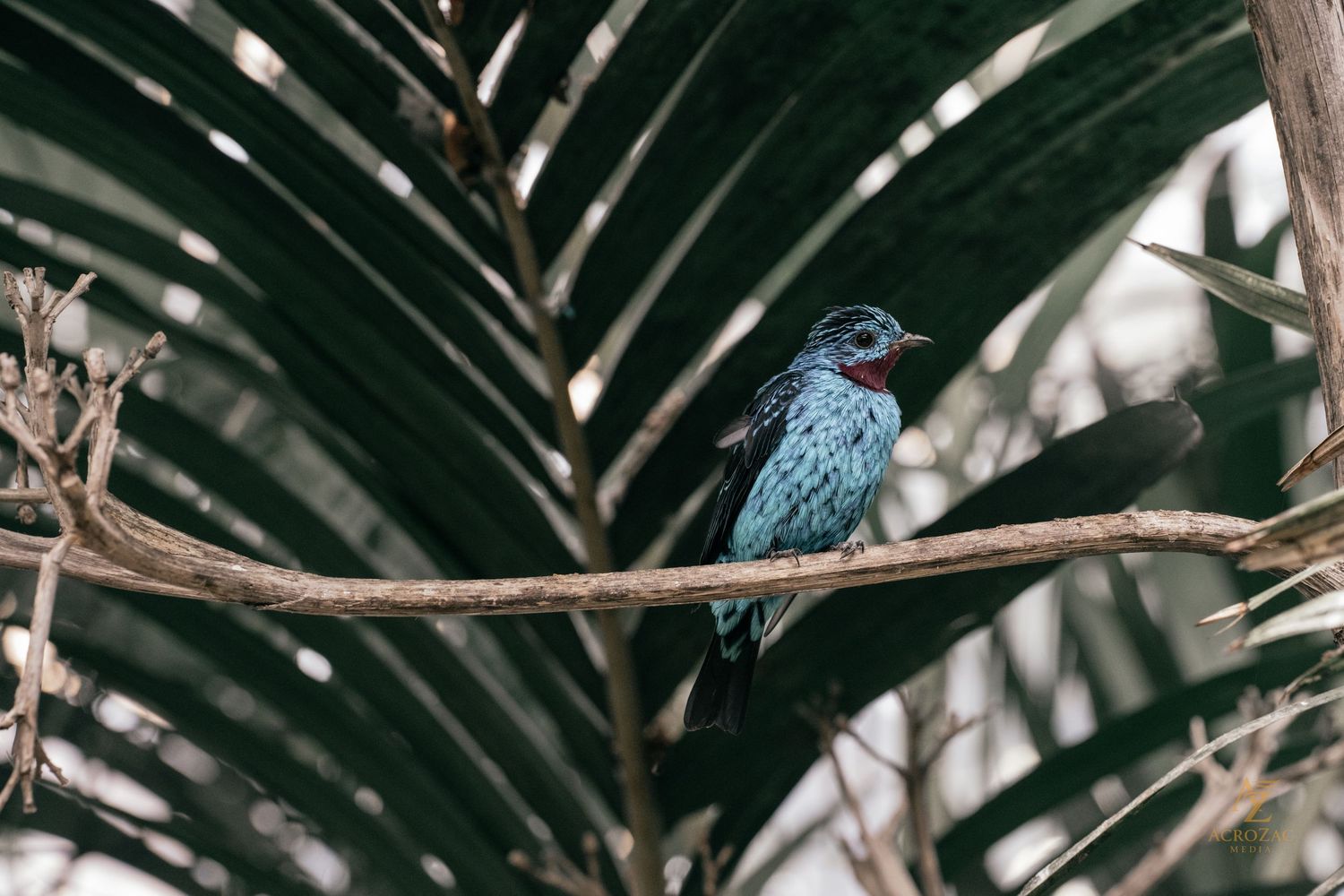 A bright blue tropical bird perched among palm fronds.