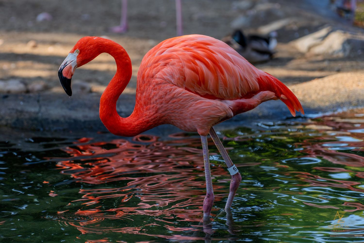 Bright pink flamingo wading in dark water with reflections during golden hour.