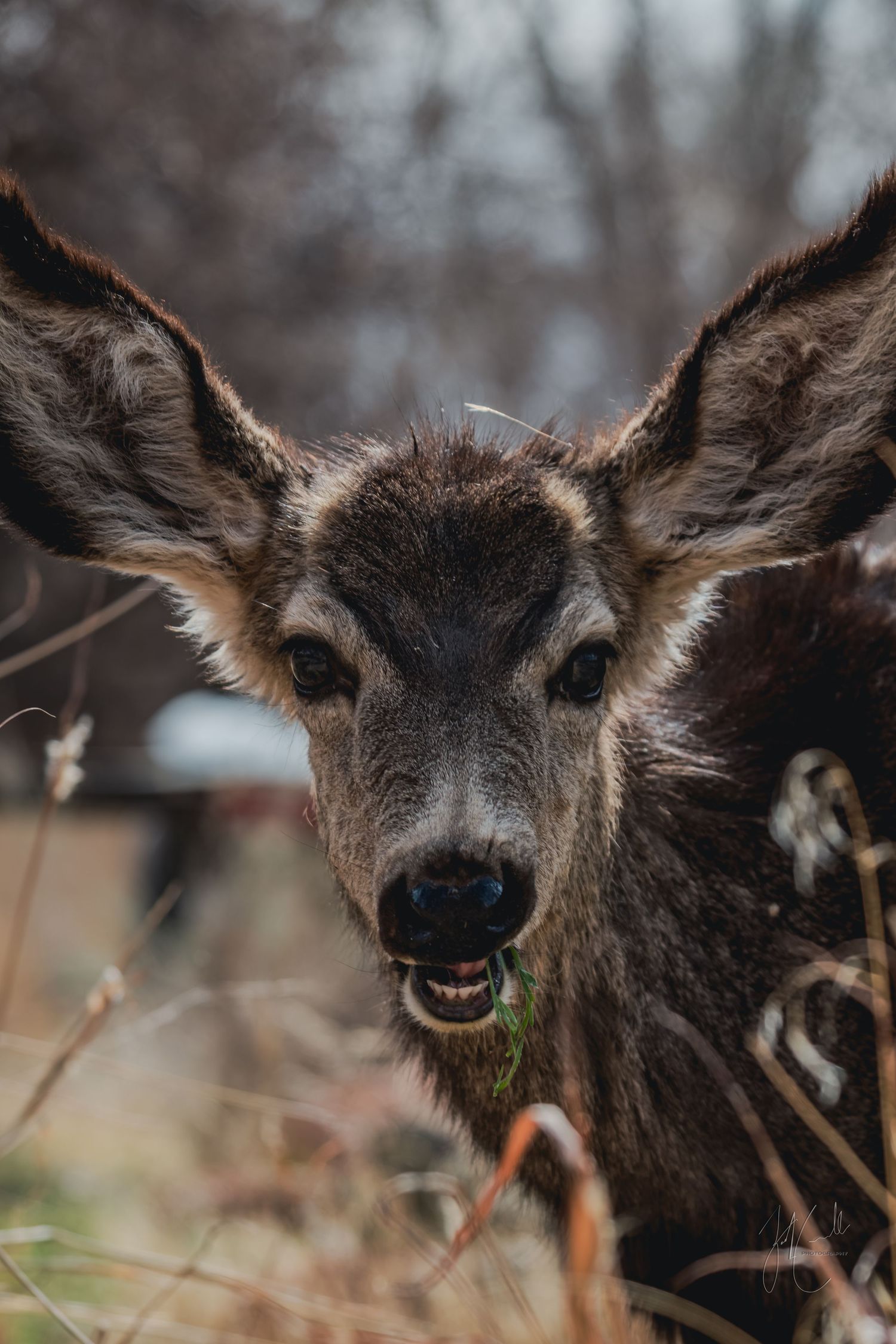 Series of close-up shots showing deer faces with expressive eyes and ears.