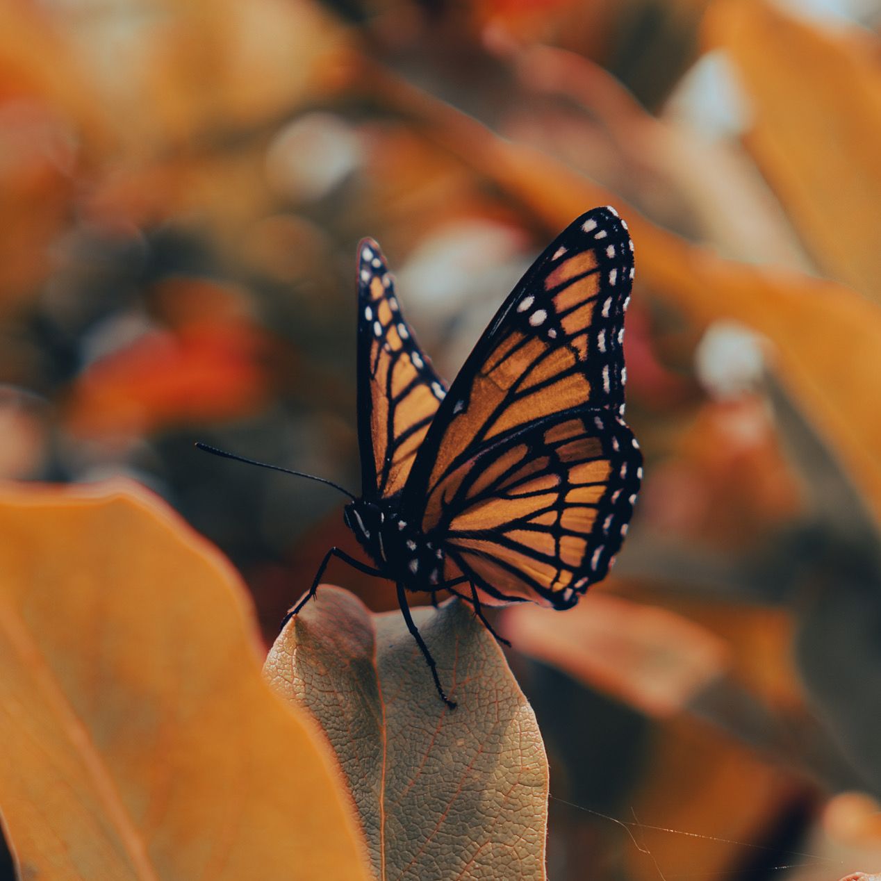 Sequence of monarch butterflies landing on autumn leaves in warm orange tones.