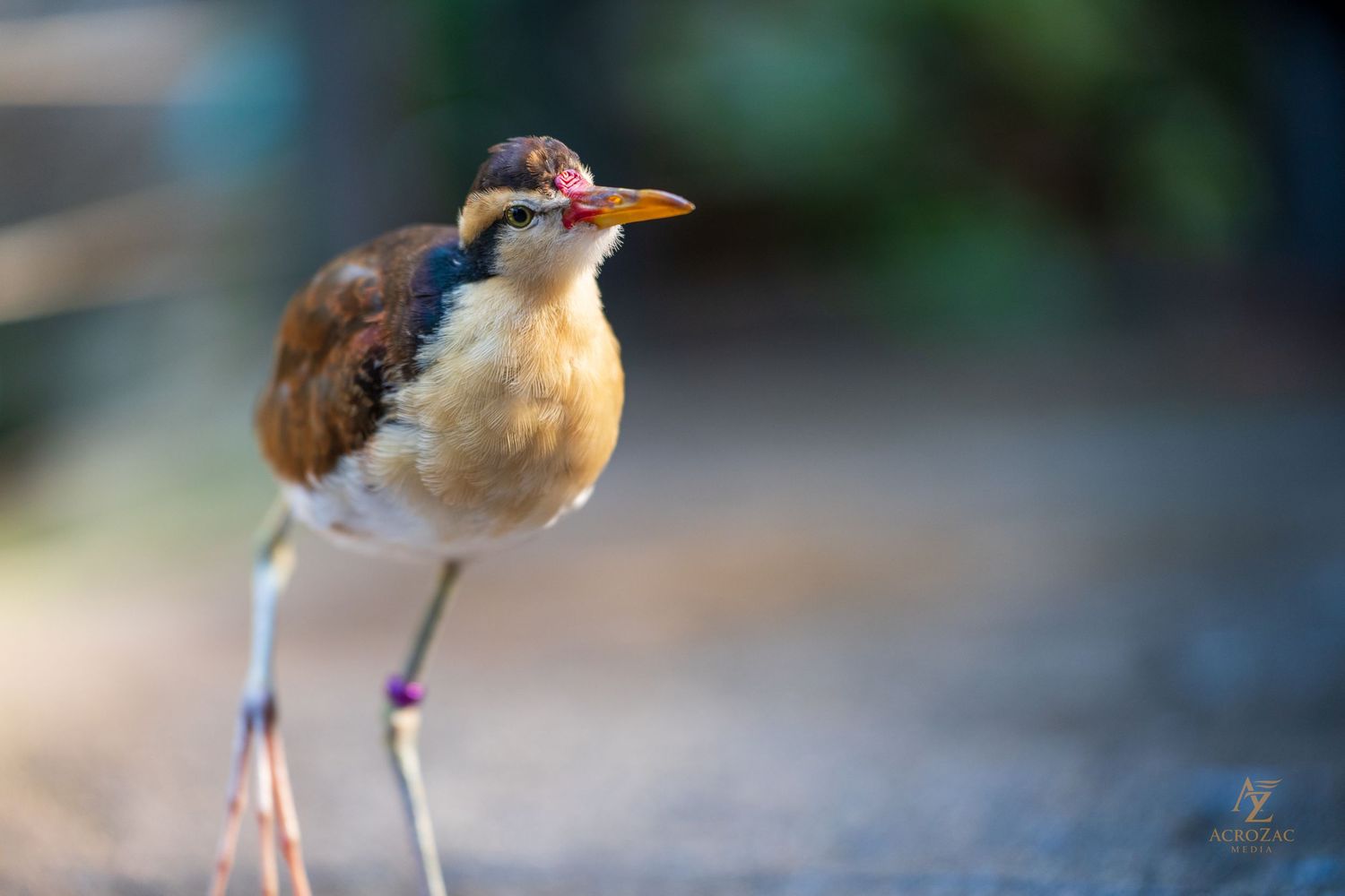 Small brown bird with long legs and orange beak standing in soft focus.