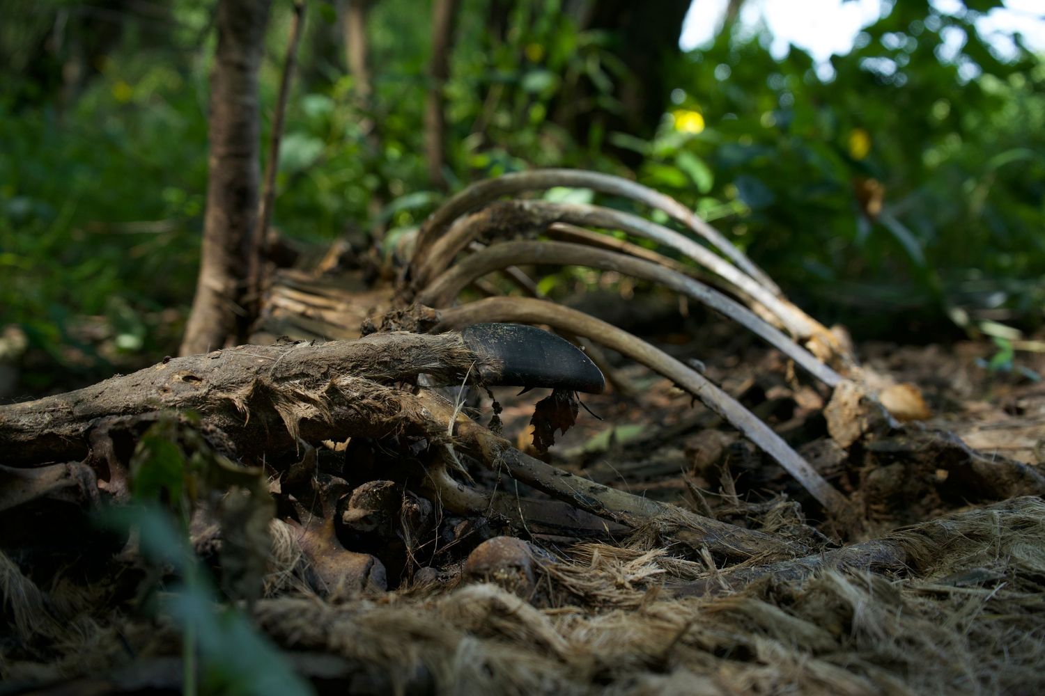 Forest floor covered in twisted tree roots and fallen leaves.