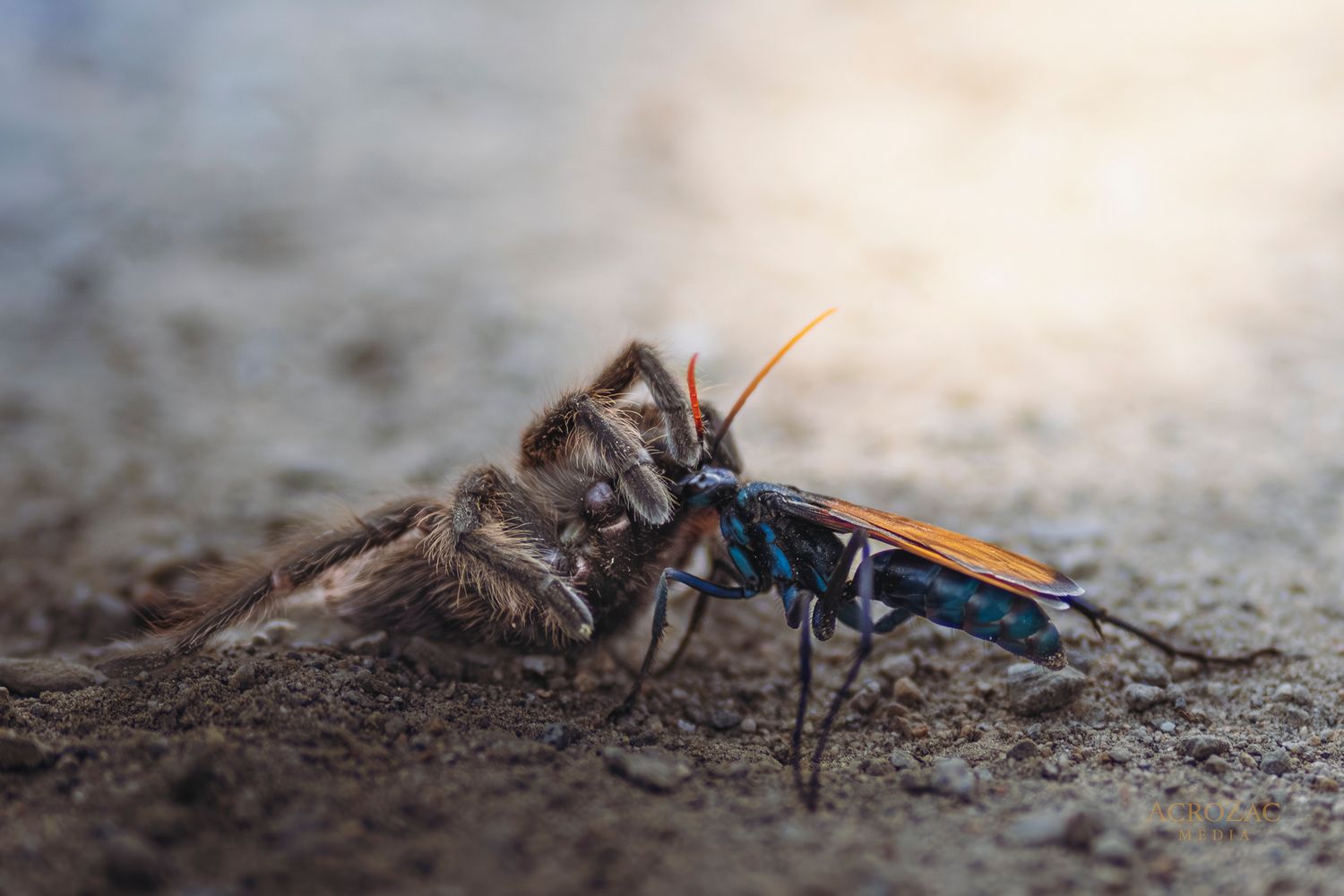 A tarantula hawk wasp attacks a large spider on sandy ground, showcasing a dramatic predator-prey encounter in nature.