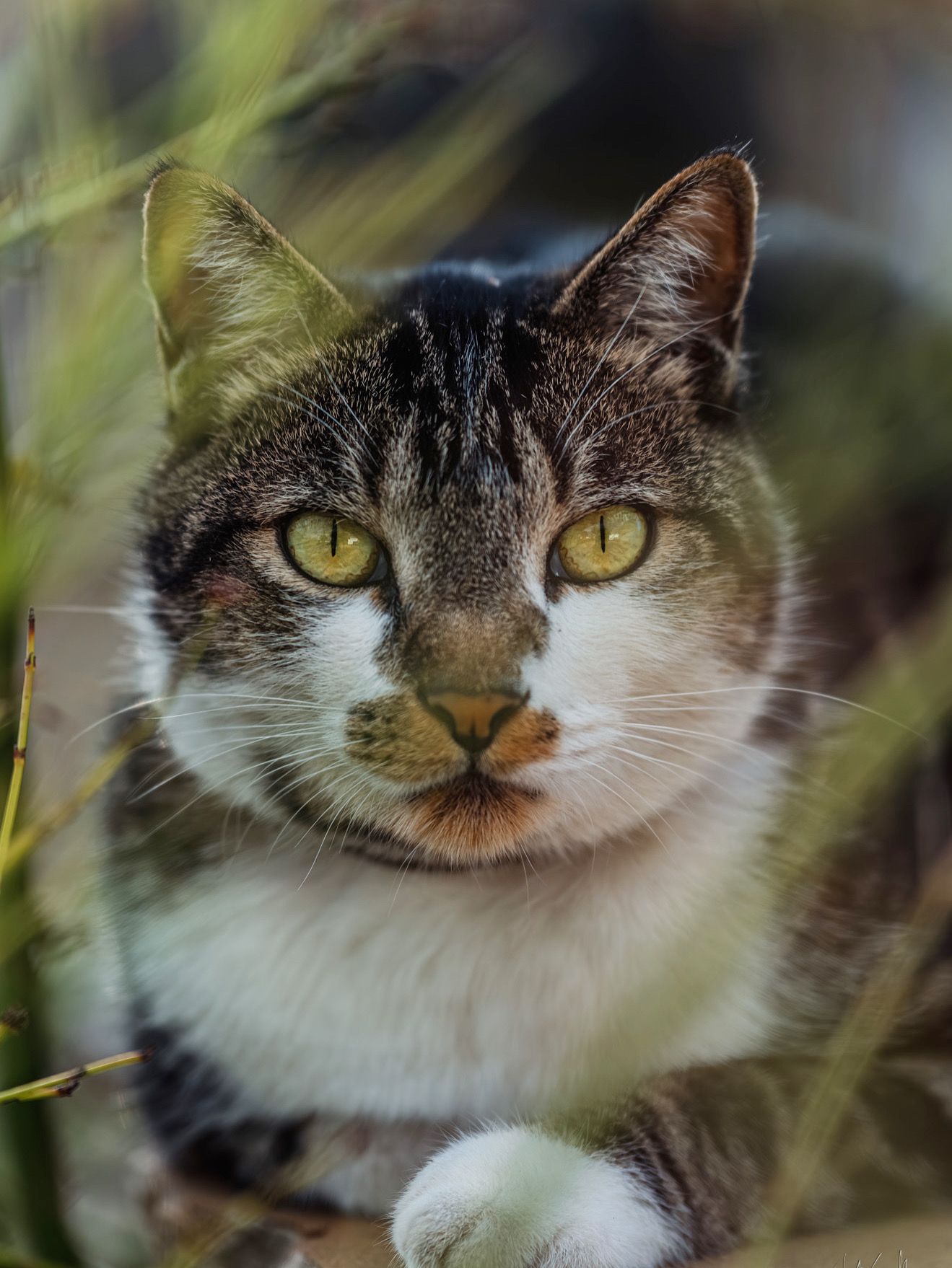 Series of close-up portraits of a tabby and white cat with striking yellow eyes.