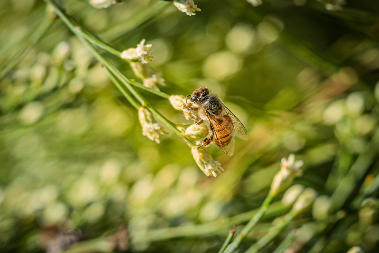 Close-up macro shot of a honey bee gathering nectar from a small white flower in natural green surroundings.