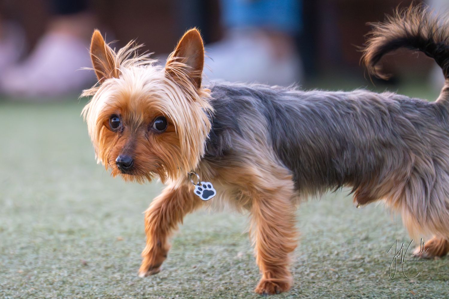 Small Yorkshire terrier walking on grass with tail wagging in motion.