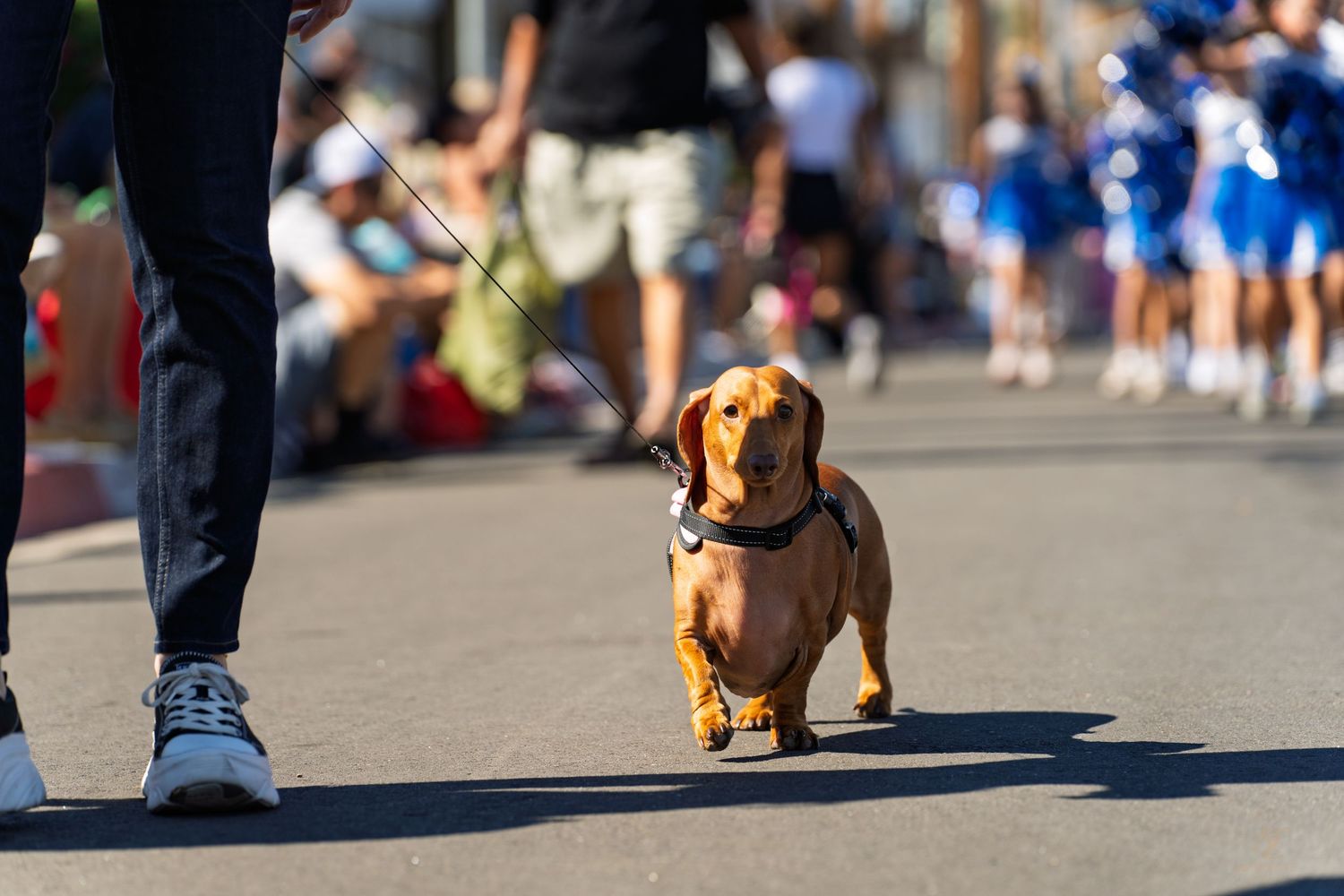 Small dogs walking with their owners on a sunny street during an event.
