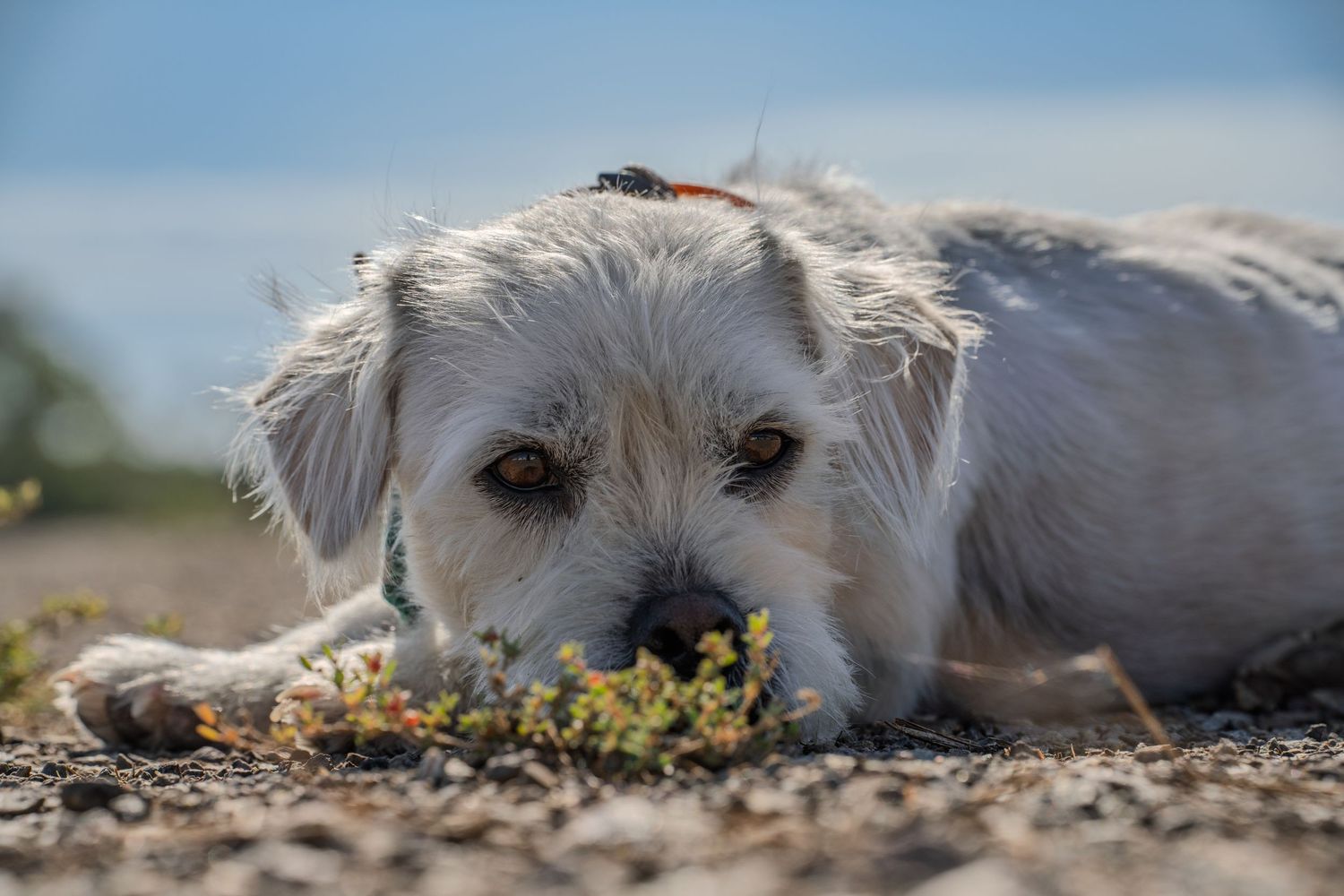 White fluffy dog lying down and relaxing on a sunny day outdoors.