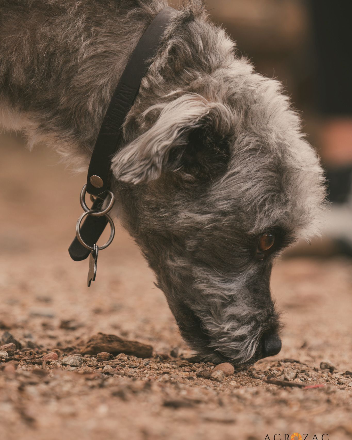 Close-up of grey dog sniffing ground with shallow depth of field.
