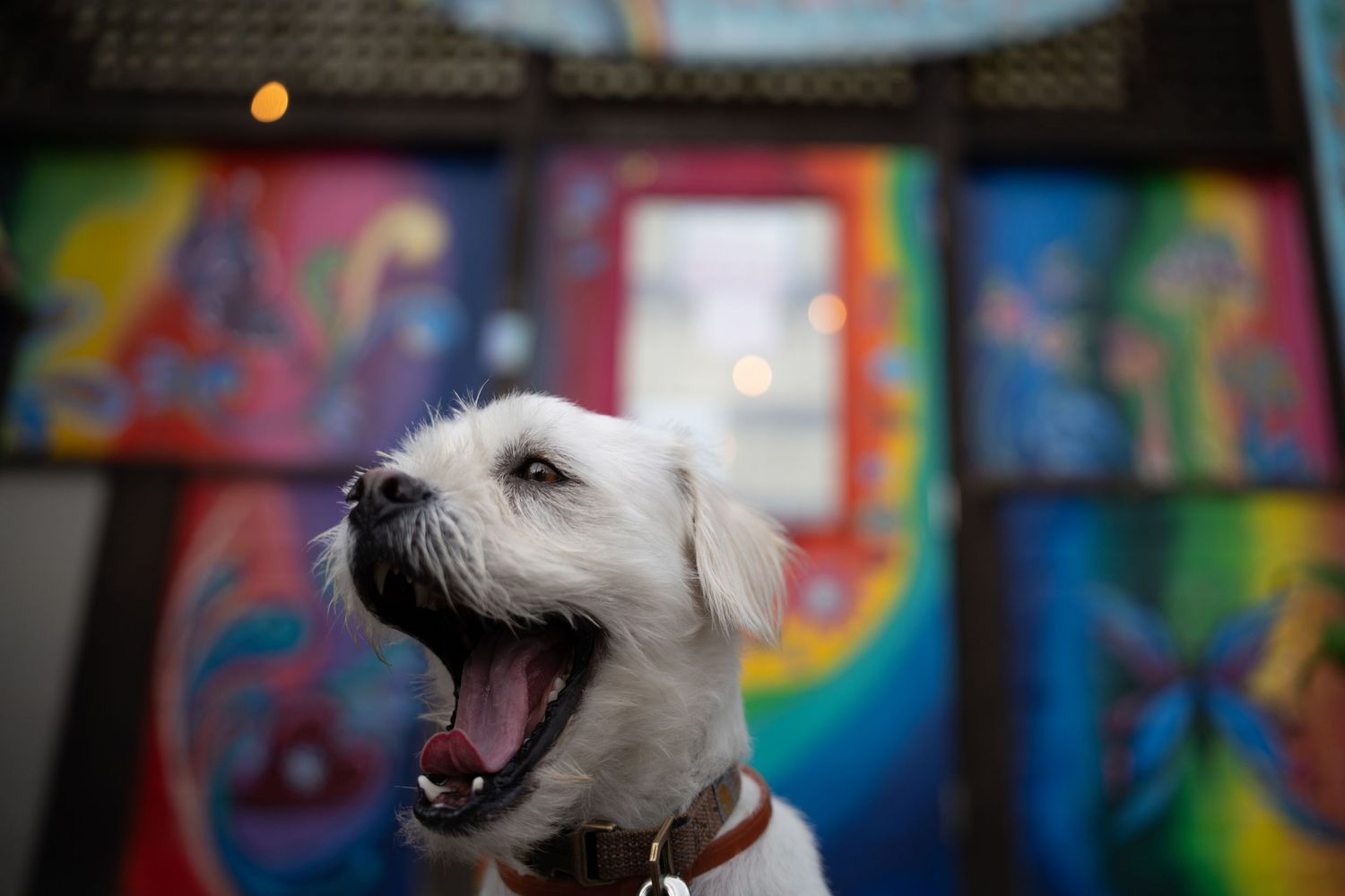 White dog portrait against colorful graffiti wall with vibrant rainbow colors.