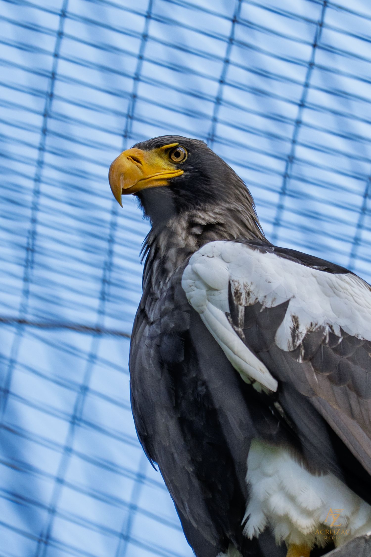 A majestic eagle with white and dark feathers perched against a blue striped background.