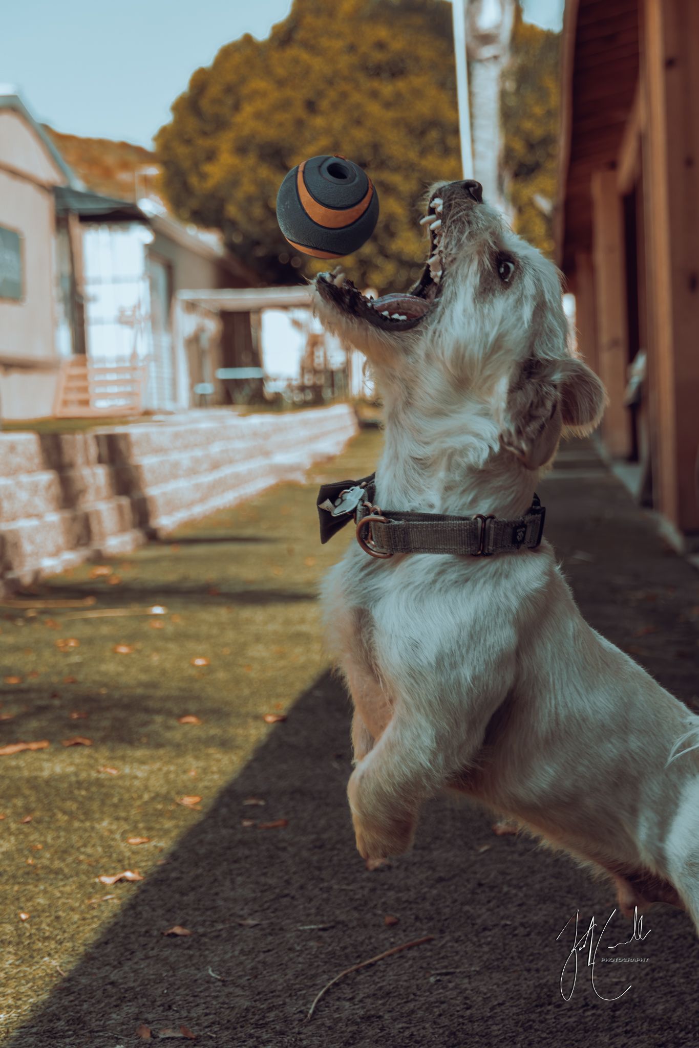Small white dog jumping to catch ball in outdoor setting.