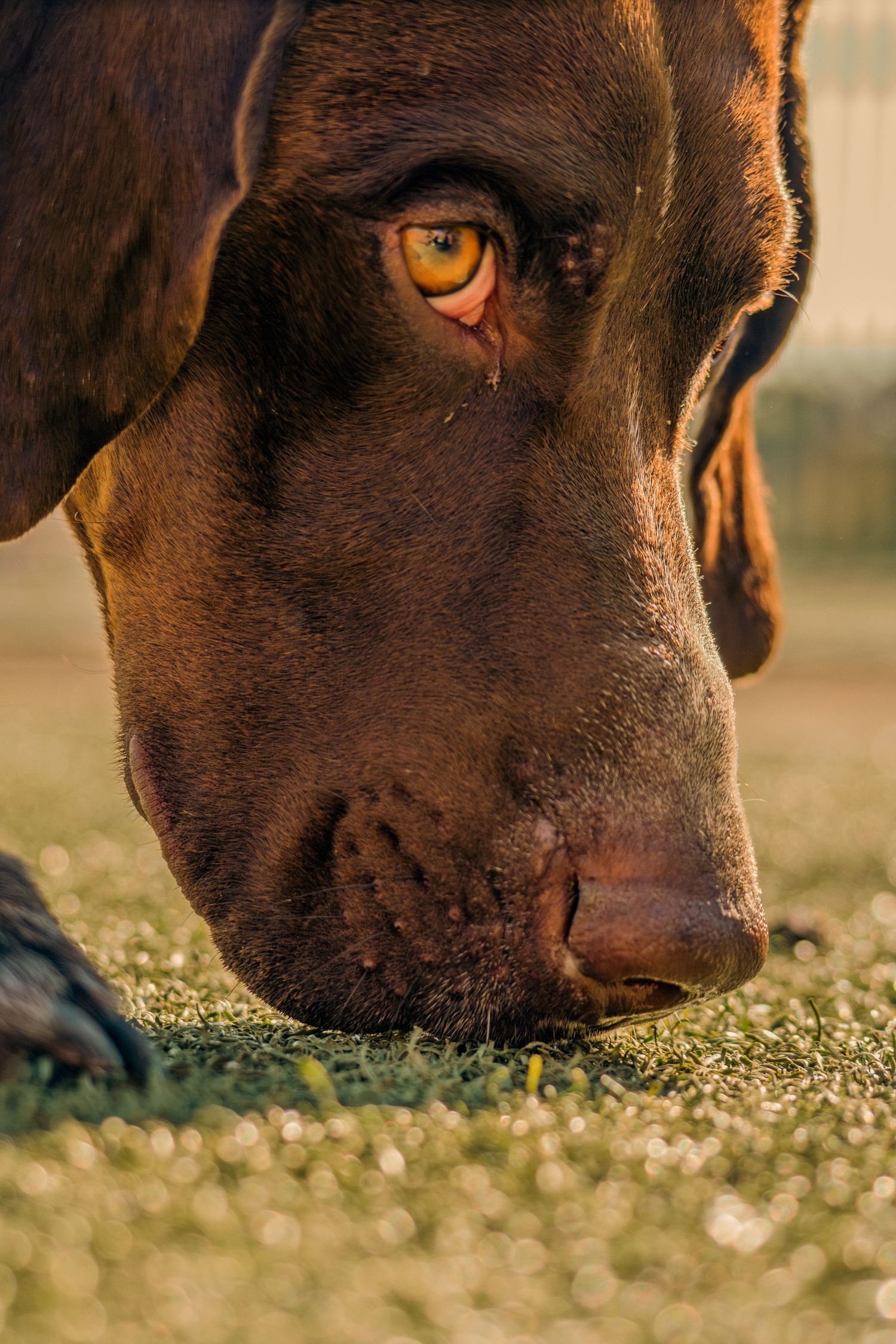 Close-up series of a chocolate Labrador's face lying in grass with golden sunlight illuminating its amber eyes.