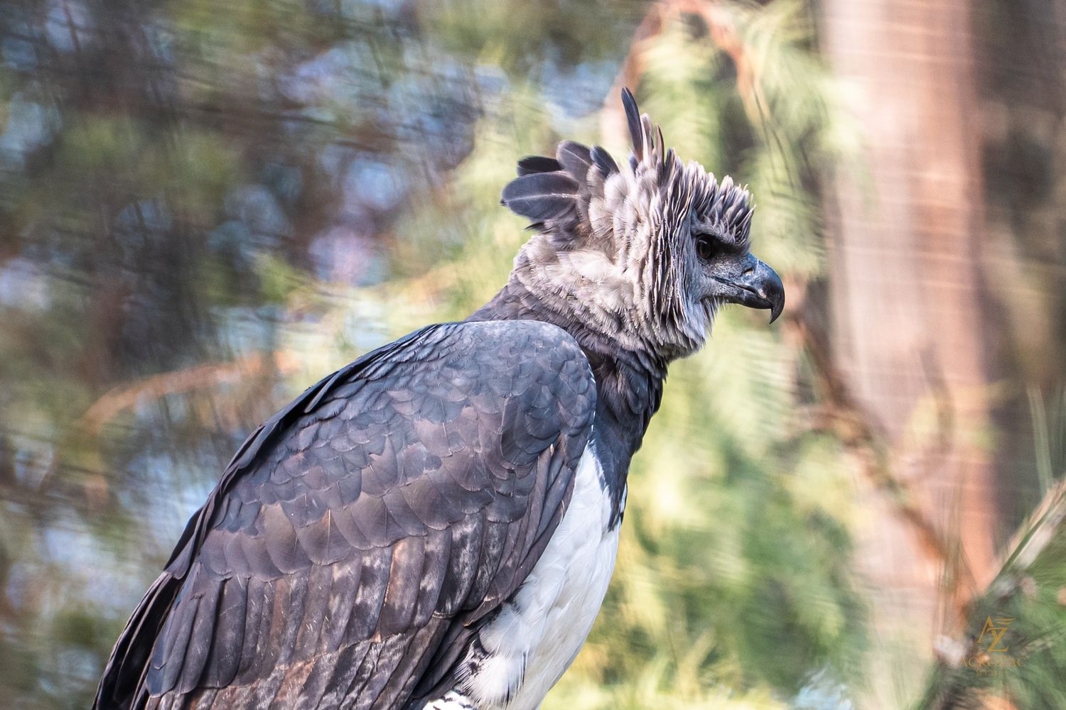 Close-up portrait of a harpy eagle with distinctive feathered crest and sharp curved beak.