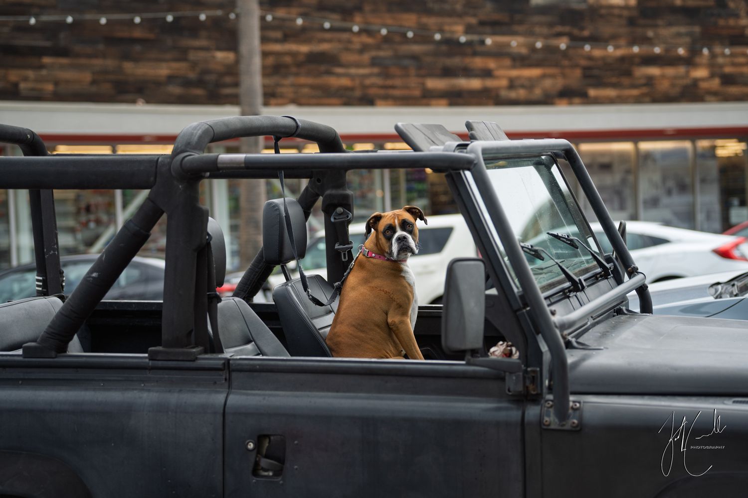Brown dog sitting in driver's seat of black Jeep Wrangler with doors removed.