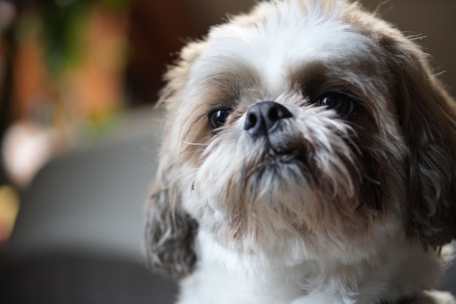 Close-up portrait of a Shih Tzu dog with fluffy fur and dark eyes.