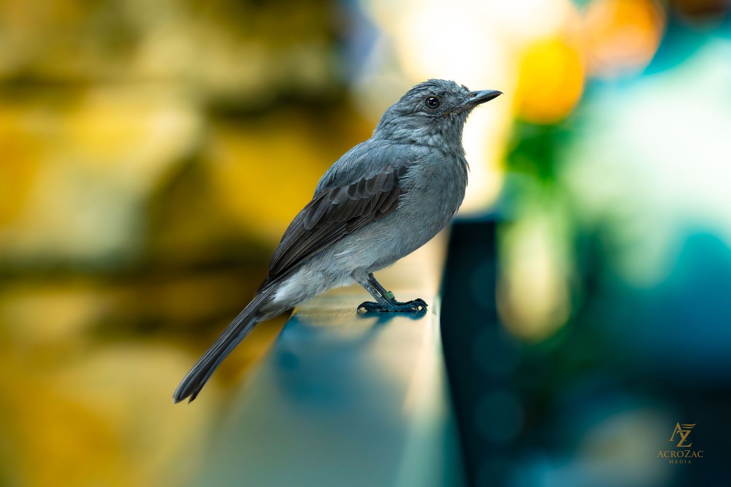 A small black bird perched on a branch against a blurred golden background.