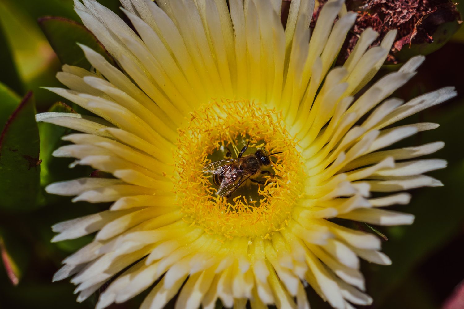 Close-up progression shots of a blooming yellow and white daisy flower.