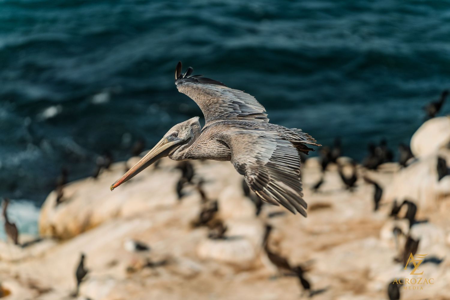Pelican in flight over ocean waters with rocky coastline below.