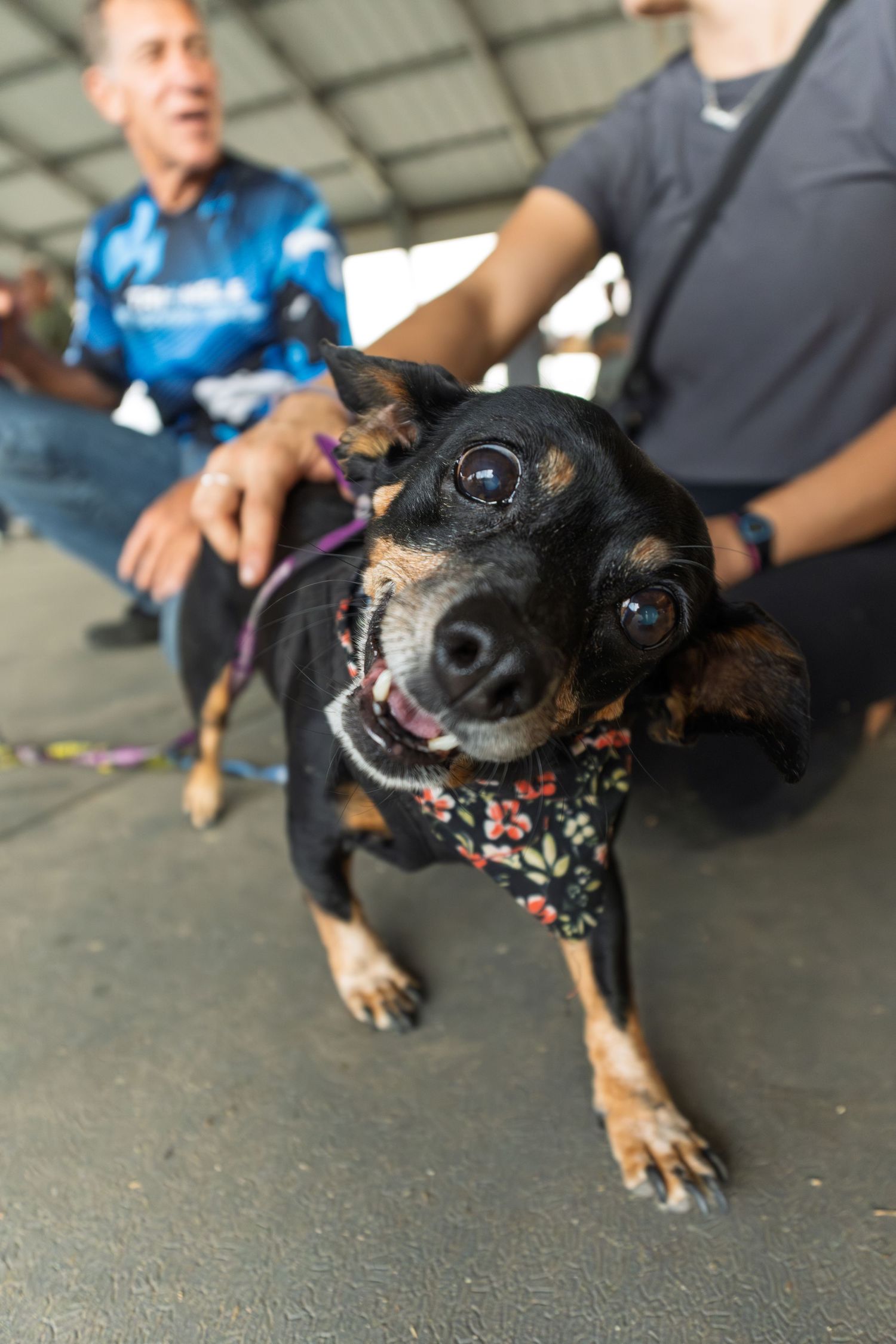 Happy black and tan miniature pinscher dog wearing a floral bandana.