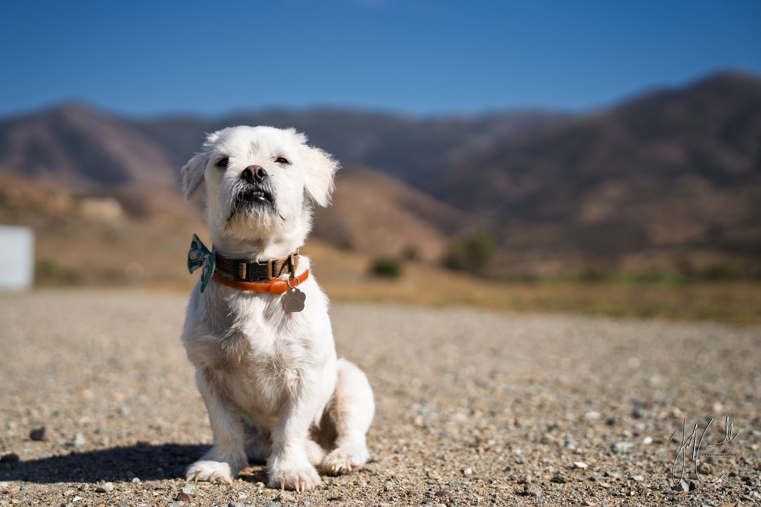Small white fluffy dog sitting on desert terrain with mountains in the background.