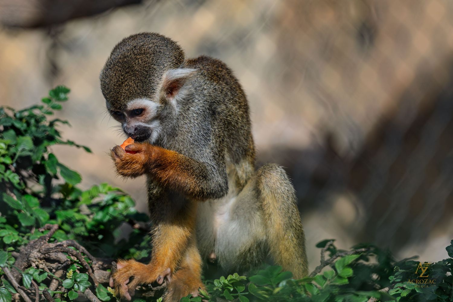 A squirrel perched on a branch eating food while surrounded by green foliage.