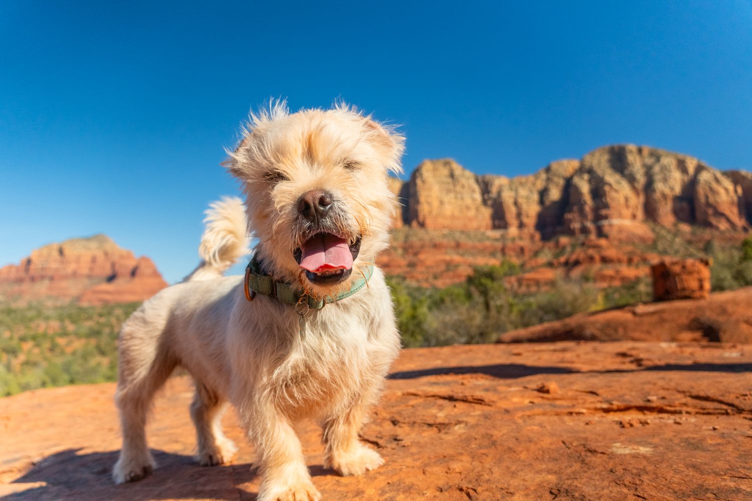 Small dog exploring red rock formations in desert landscape.