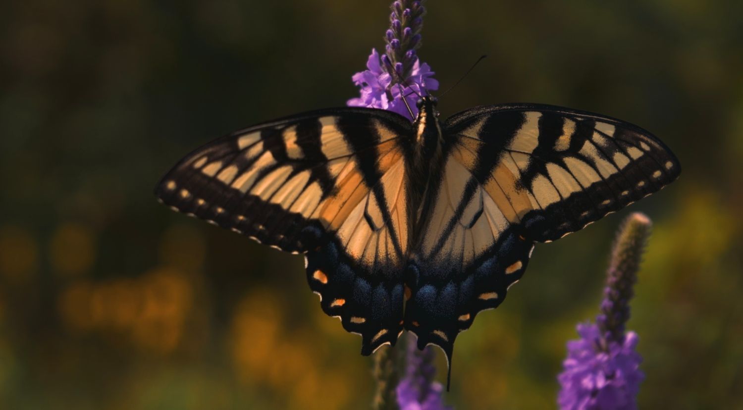 Swallowtail butterfly perched on purple flower against blurred background.