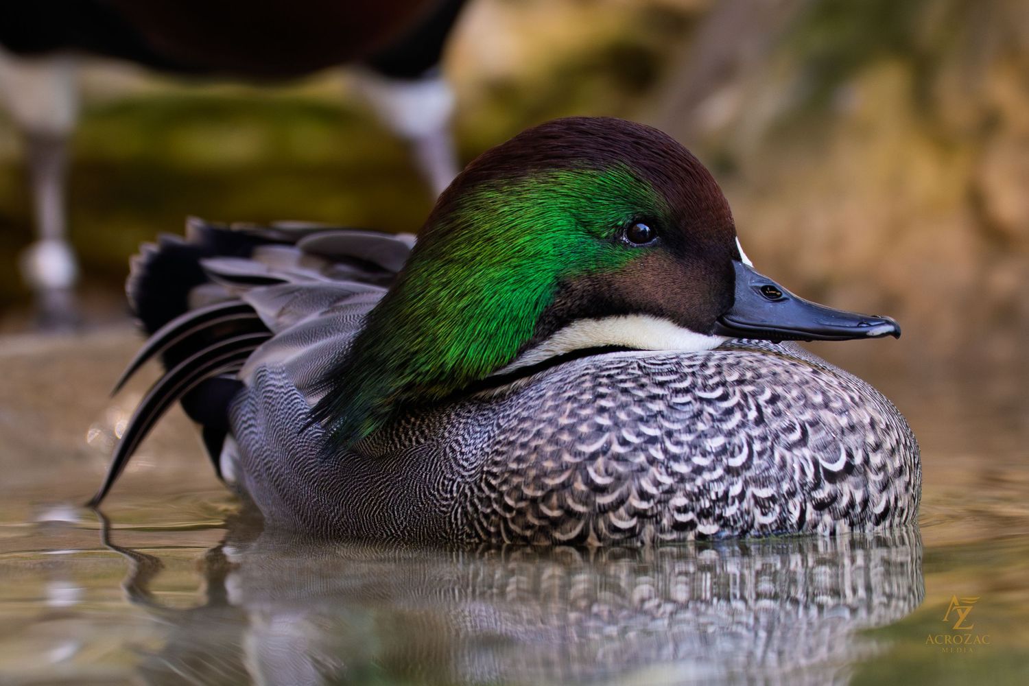 A detailed close-up of a green-headed duck swimming in calm water.