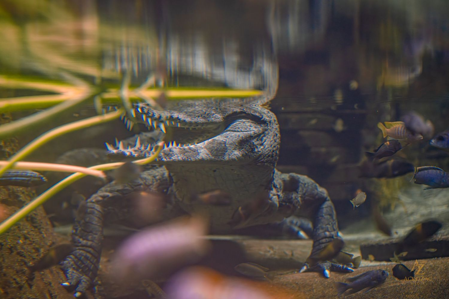 Close-up view of small fish swimming in an aquarium with colorful lighting effects.