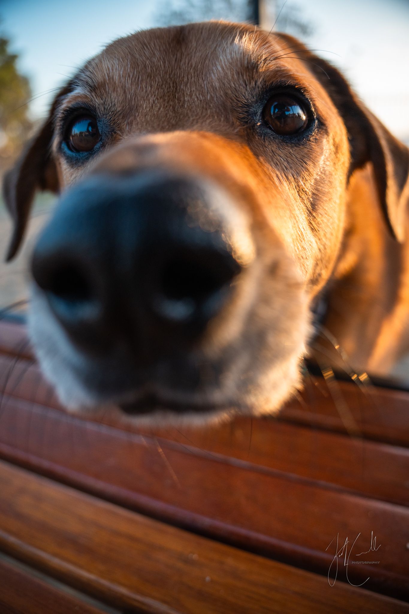 Close up of a dog's nose and snout resting on wooden surface.