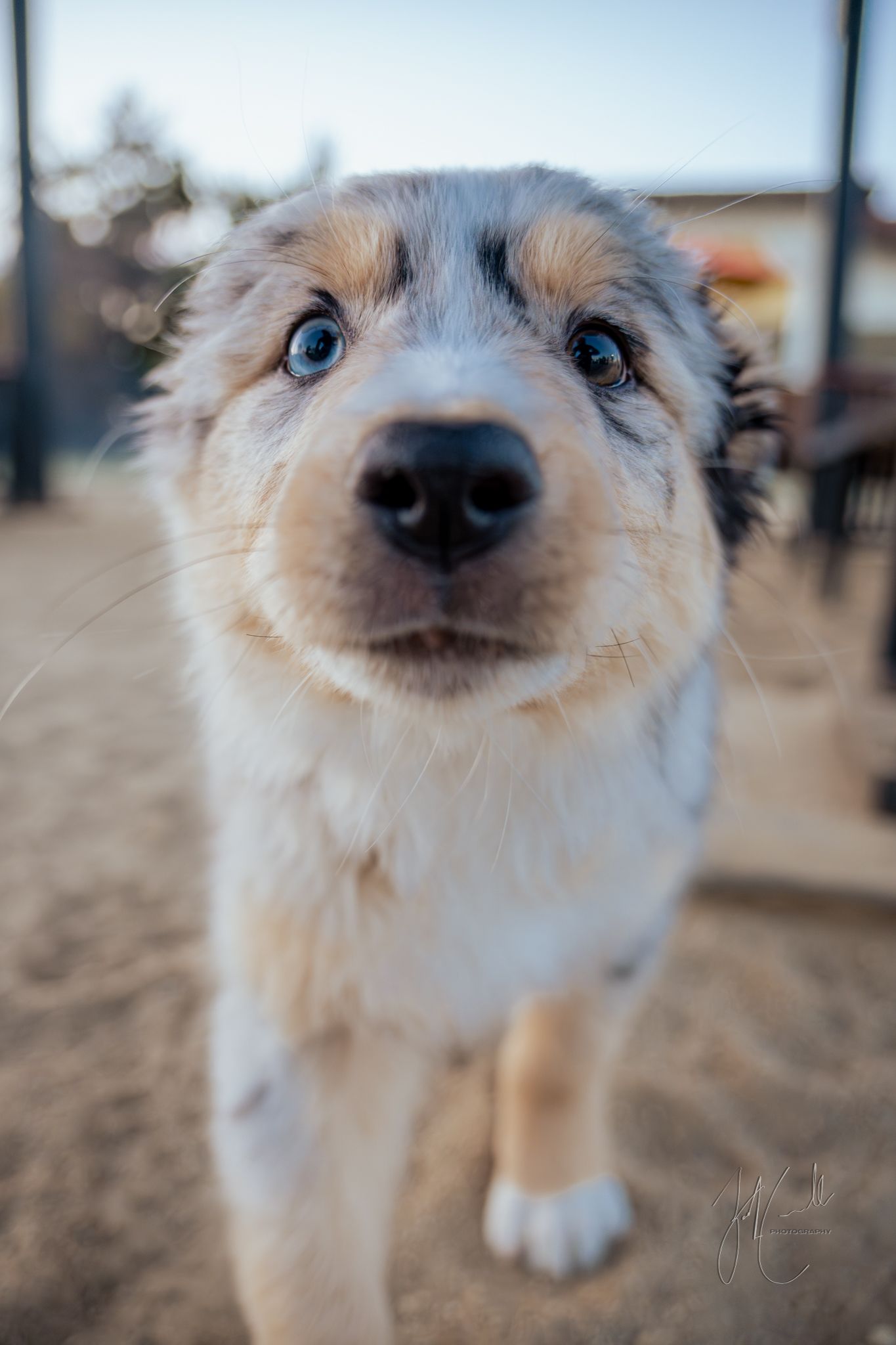 Close up portrait of small white dog with blue eyes looking at camera.