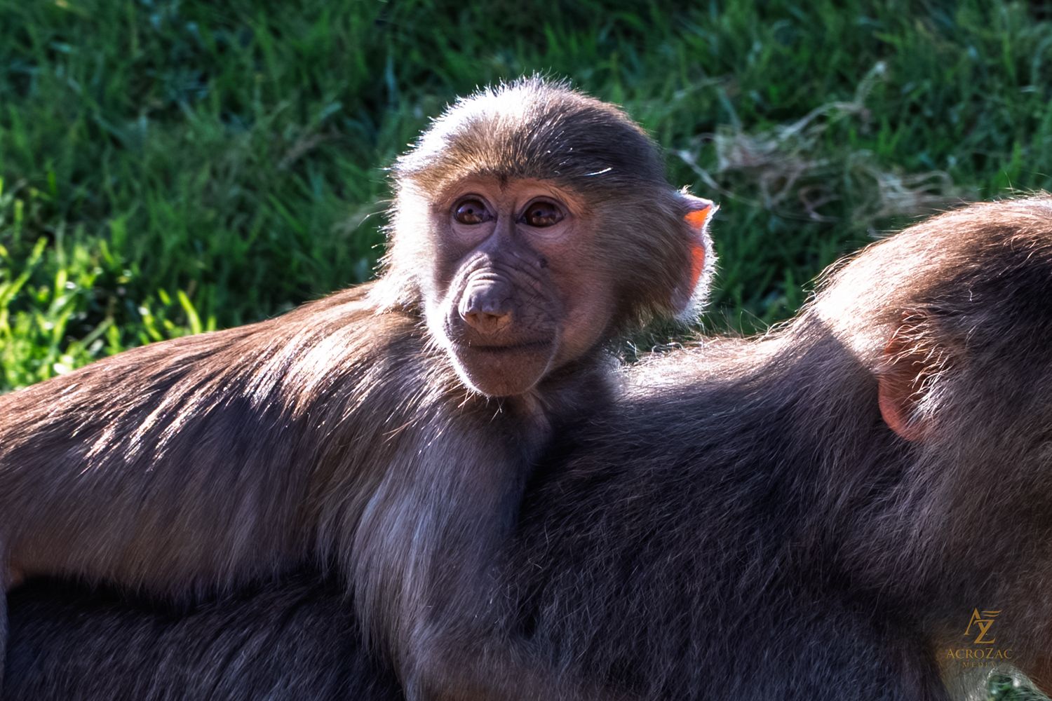 Close-up of a macaque monkey in sunlight showing detailed facial features and fur.