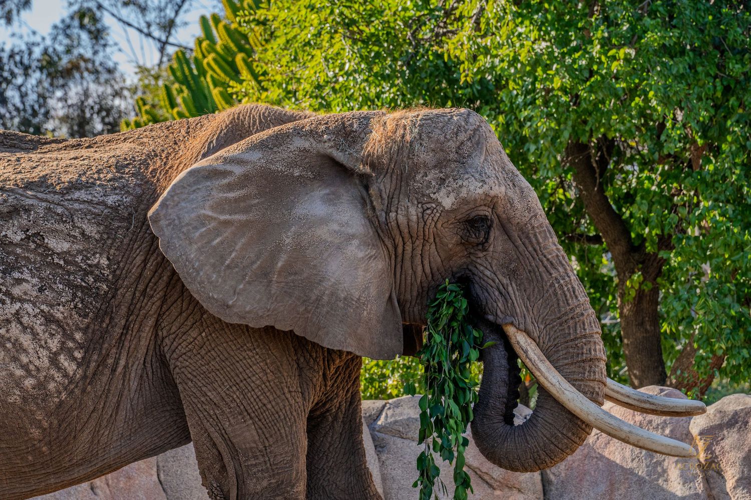 Herd of African elephants walking together through lush green vegetation.