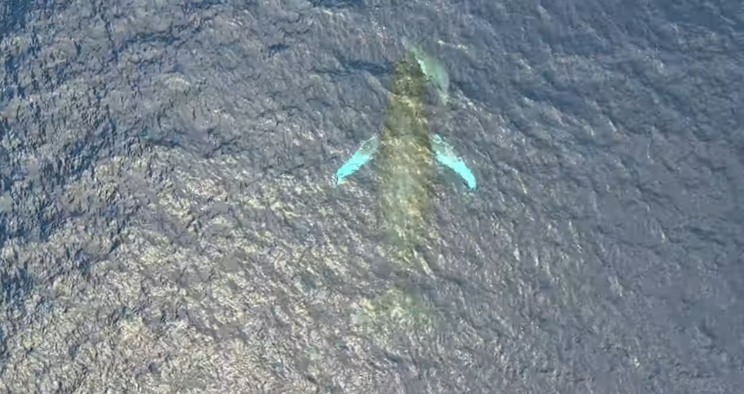 Luxury Videography drone footage of whales at sea