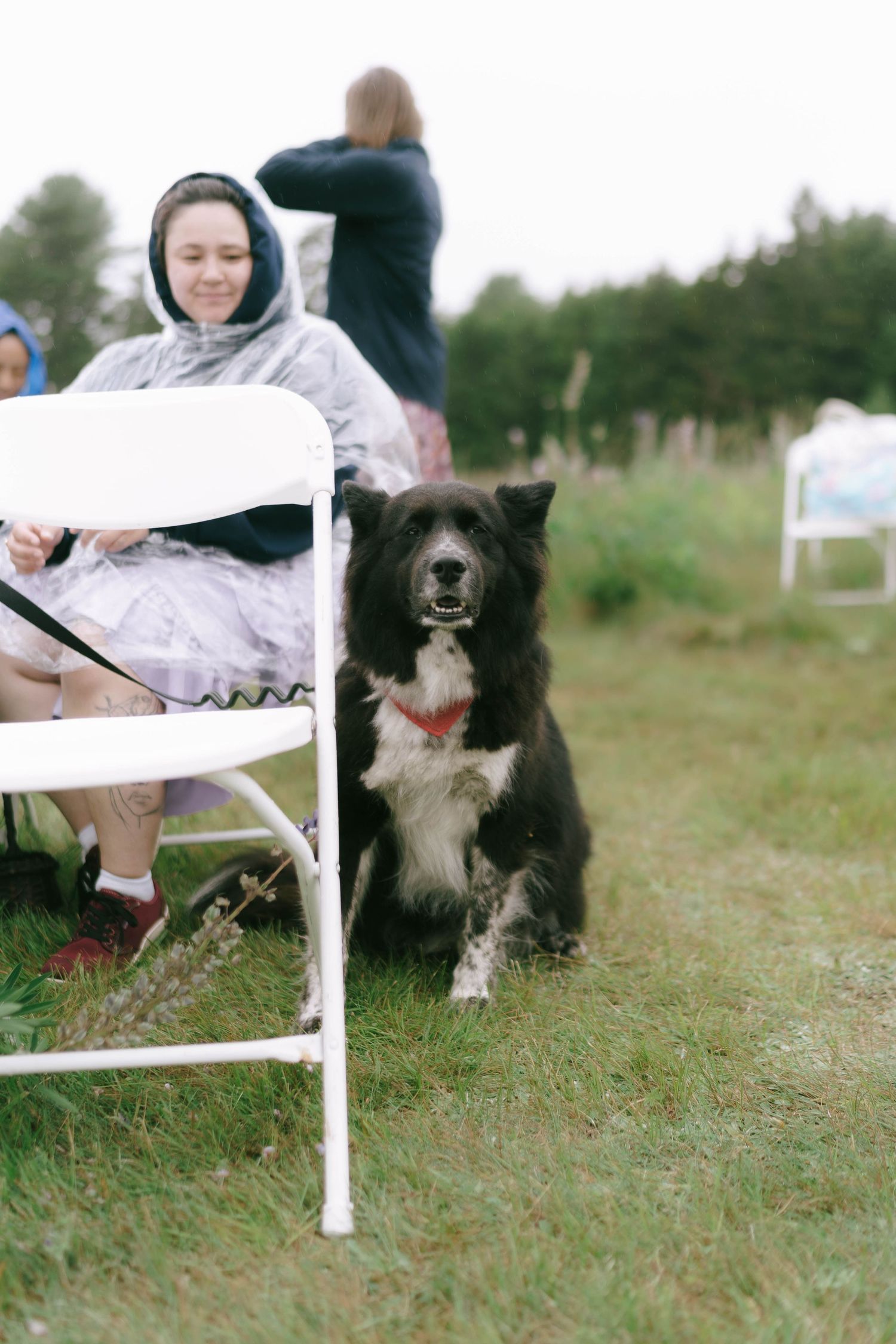 A black and white border collie sits next to a folding chair at an outdoor event.