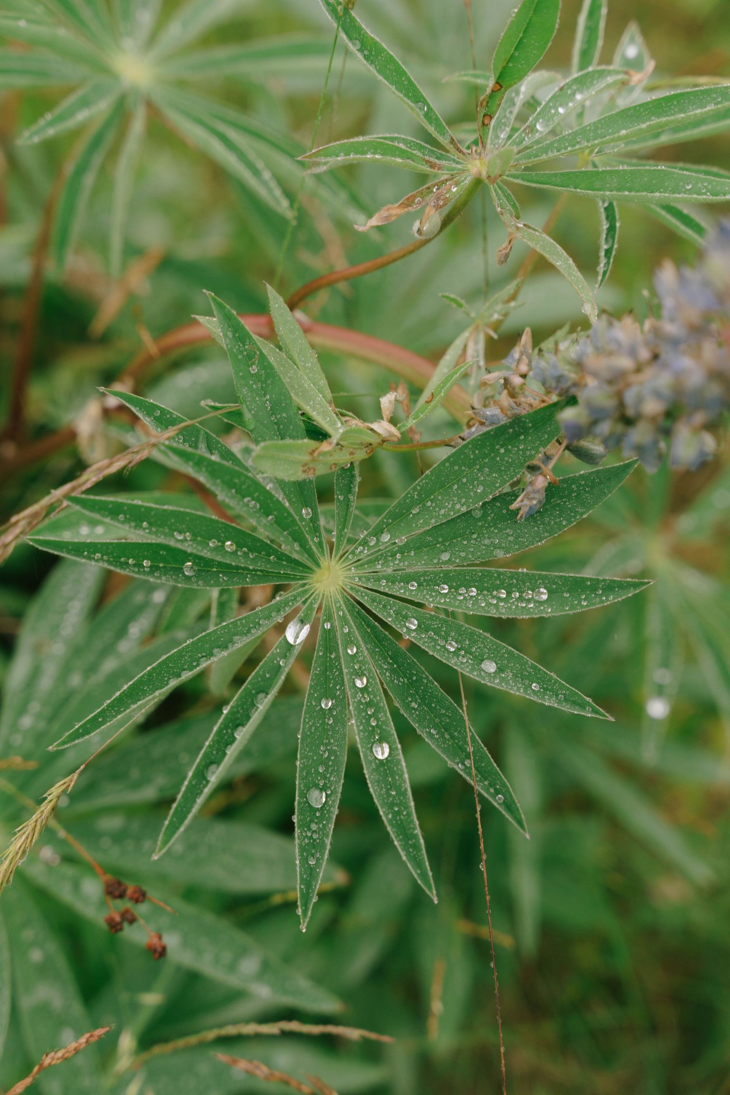 Raindrops glisten on green star-shaped leaves in a macro nature shot.