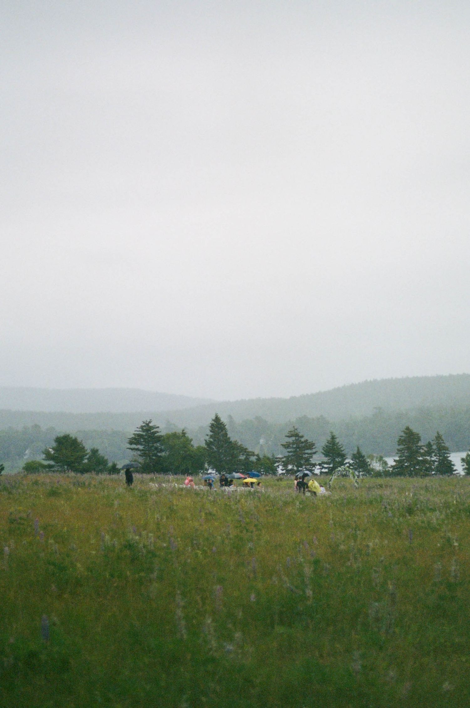 A misty landscape view of rolling hills and pine trees in the distance.