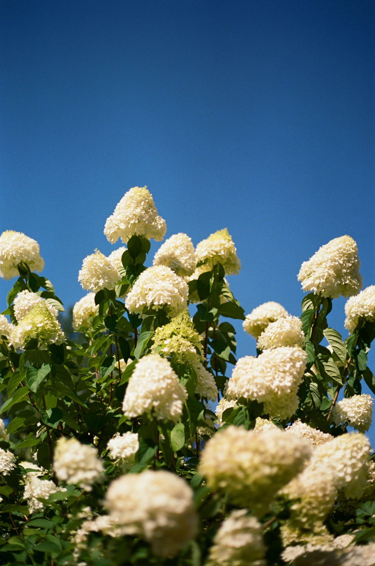 White hydrangea flowers blooming against a bright blue summer sky.