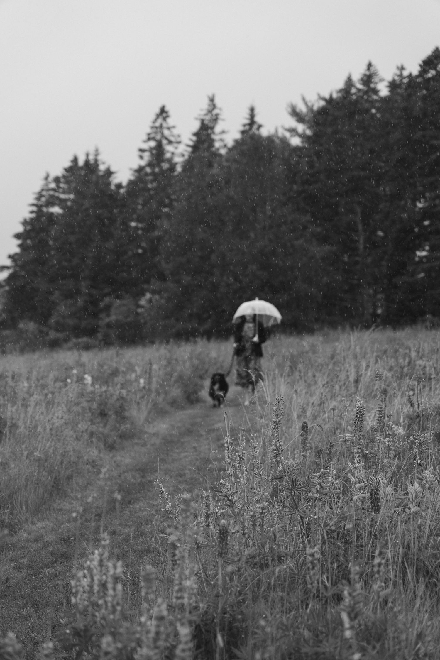 A silhouette walks with an umbrella on a misty trail bordered by evergreen trees.
