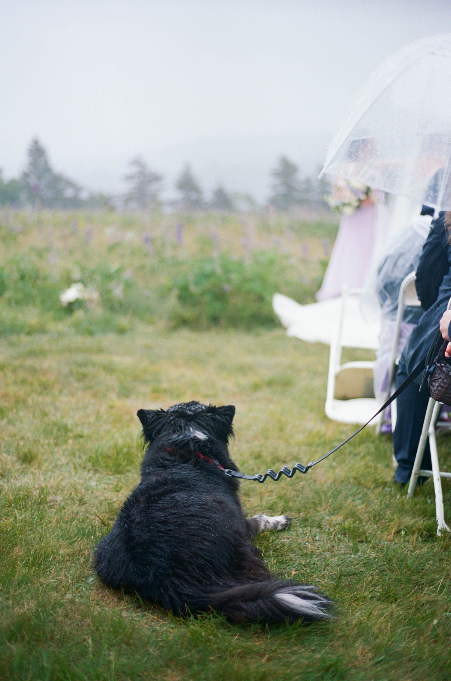 Black dog sits on leash watching outdoor wedding ceremony in grassy field.
