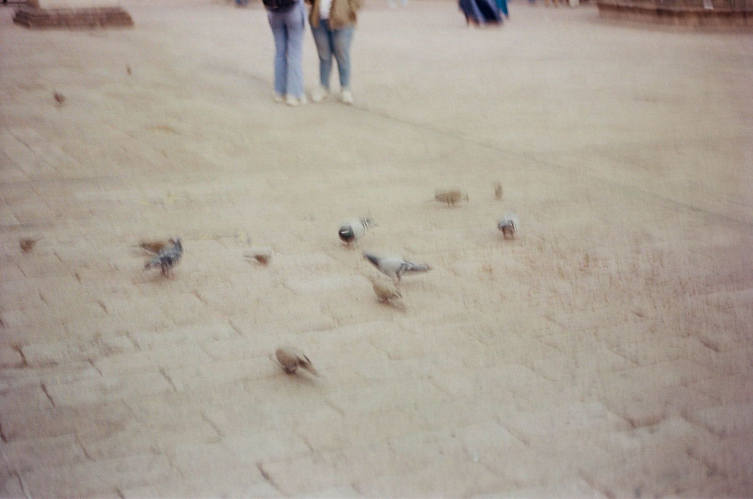 Pigeons gathering on a sandy plaza with people walking in the background.