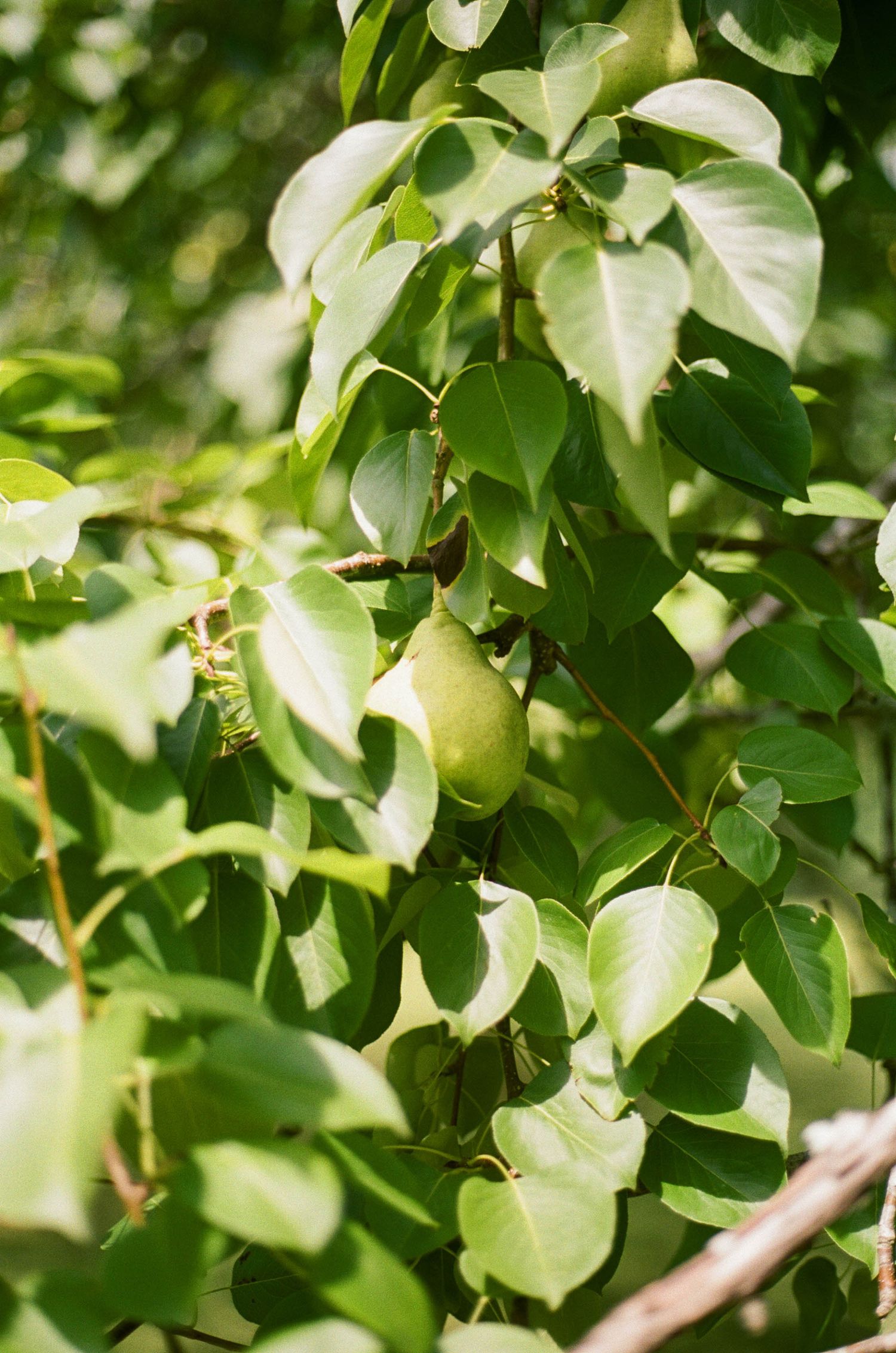 A green pear ripening on a tree branch surrounded by lush green leaves in natural sunlight.