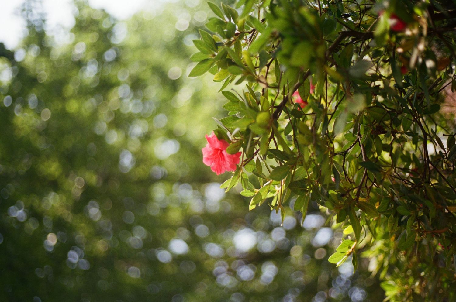 A single pink hibiscus flower blooms among lush green leaves in soft natural light.
